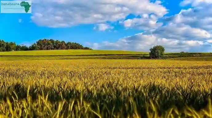 Vente Terrain Agricole0