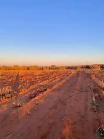 Vente Terrain Agricole Aïn Témouchent Ain Temouchent - Vue 2