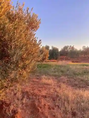 Vente Terrain Agricole Aïn Témouchent Ain Temouchent - Vue 7
