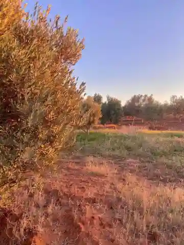 Vente Terrain Agricole Aïn Témouchent Ain Temouchent - Vue 9