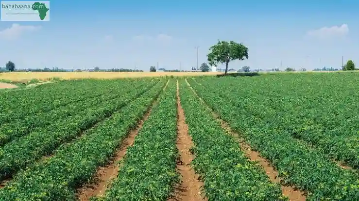 Vente Terrain Agricole - Vue 4