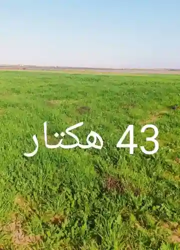 Vente Terrain Agricole Djelfa El Khemis - Vue 1
