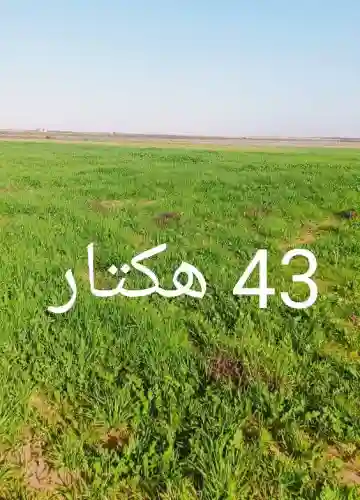 Vente Terrain Agricole Djelfa El Khemis - Vue 2