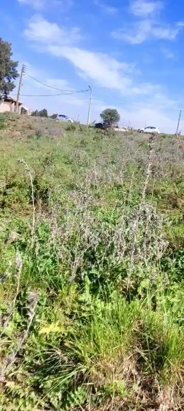 Vente Terrain Alger Souidania - Vue 4