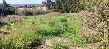 Vente Terrain Alger Souidania - Vue 9