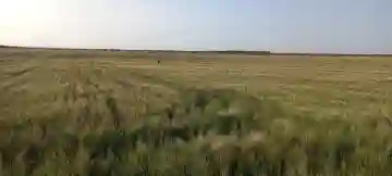 Vente Terrain Agricole Djelfa Djelfa - Vue 10
