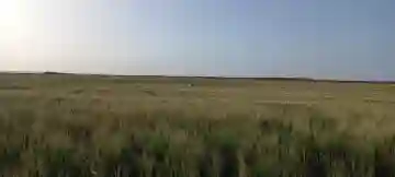 Vente Terrain Agricole Djelfa Djelfa - Vue 11