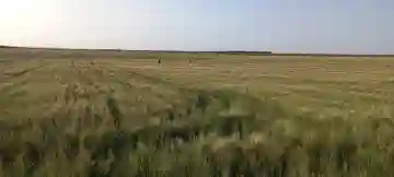 Vente Terrain Agricole Djelfa Djelfa - Vue 12