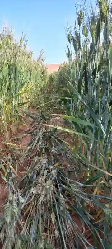 Vente Terrain Agricole Djelfa Djelfa - Vue 14
