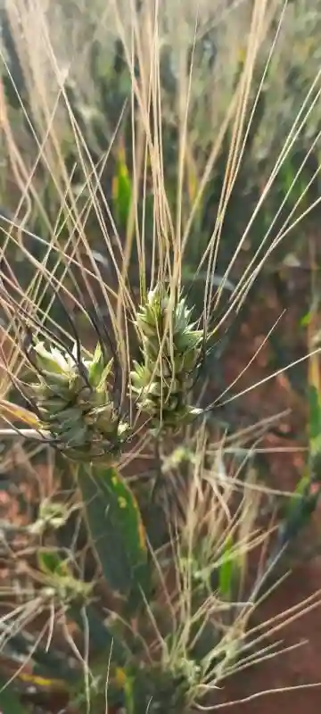 Vente Terrain Agricole Djelfa Djelfa - Vue 2