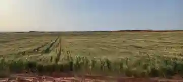 Vente Terrain Agricole Djelfa Djelfa - Vue 4