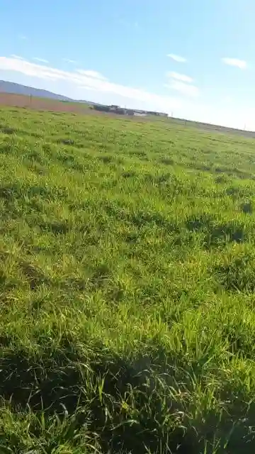 Vente Terrain Agricole Djelfa Ain Oussara - Vue 9